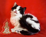 Кошки в Москве: Шикарный пушистый 5 мес котик Тимоша ищет семью! Мальчик, Бесплатно - фото 5