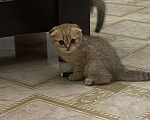 Кошки в Махачкале: Котёнок золотая шиншилла  2 мес Девочка, 10 000 руб. - фото 1