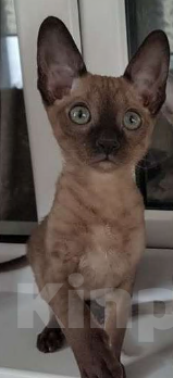 Кошки в Иваново: Котенок девочка породы Корниш-рекс Девочка, 25 000 руб. - фото 1