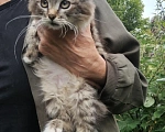 Кошки в Калуге: Котенок Мальчик, Бесплатно - фото 1