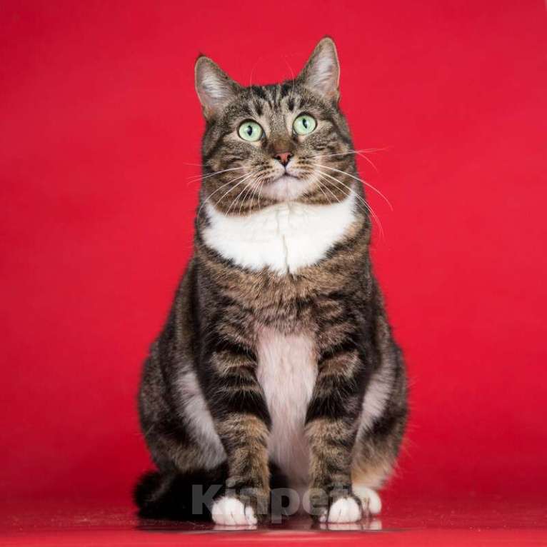 Кошки в Москве: Ручная кошка — красавица мраморного окраса Мия в дар Девочка, 1 руб. - фото 4