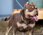 Собаки в Всеволожске: Кобель Американский булли шоколадный триколор Мальчик, 50 000 руб. - фото 5