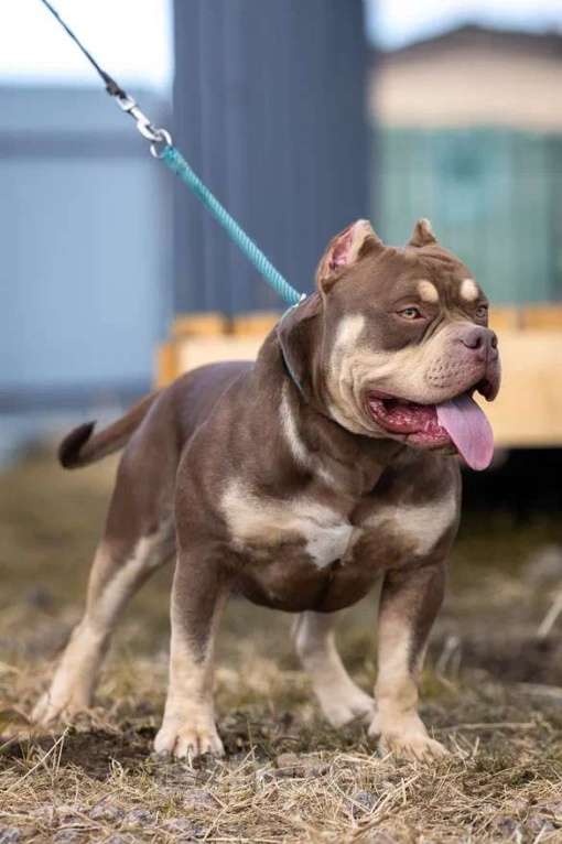 Собаки в Всеволожске: Кобель Американский булли шоколадный триколор Мальчик, 50 000 руб. - фото 5