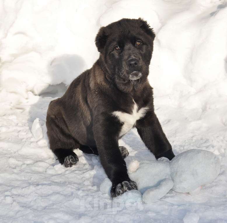 Собаки в Новосибирске: Щенок алабая девочка Девочка, Бесплатно - фото 2