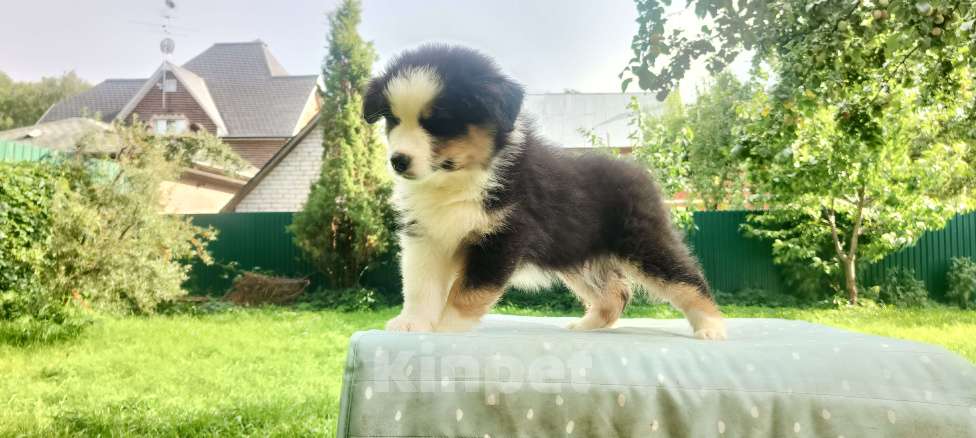 Собаки в Домодедово: Щенок Австралийской овчарки  Девочка, 80 000 руб. - фото 4