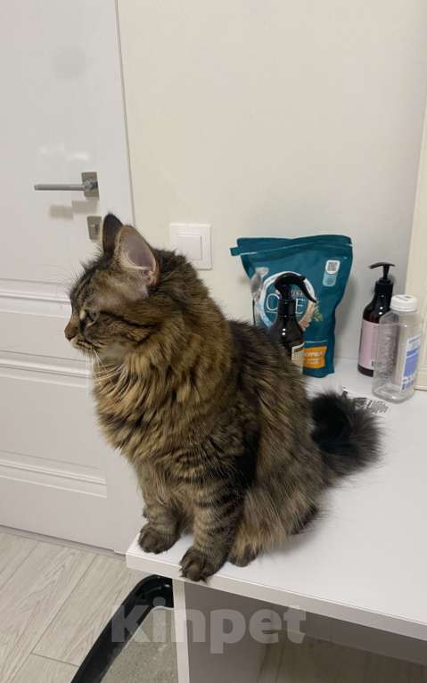 Кошки в Красногорске: Отдам в добрые руки Девочка, Бесплатно - фото 4