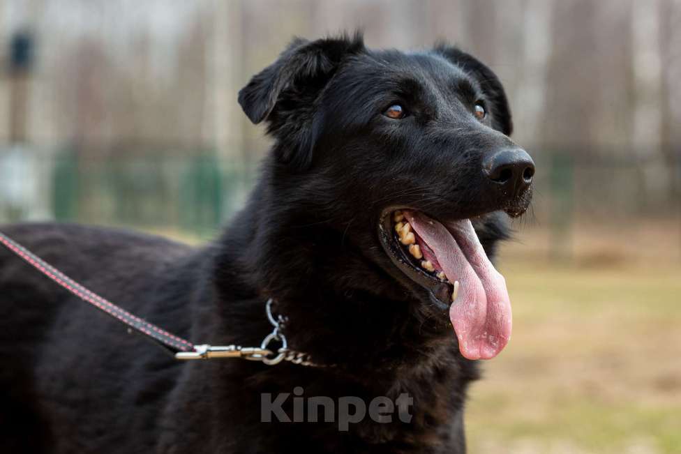 Собаки в Москве: Вальтер Мальчик, Бесплатно - фото 21