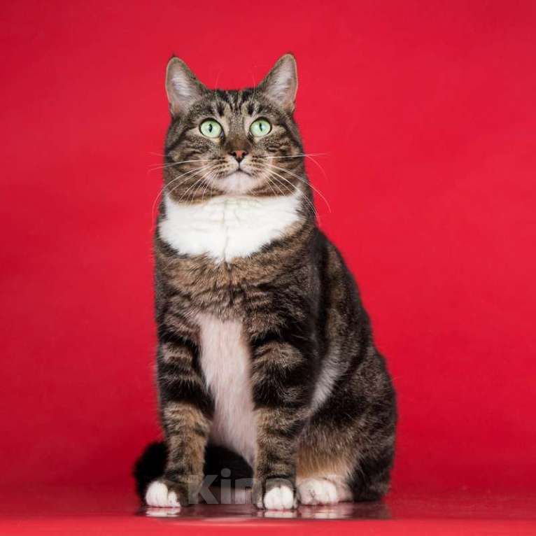 Кошки в Москве: Ручная кошка — красавица мраморного окраса Мия в дар Девочка, 1 руб. - фото 2