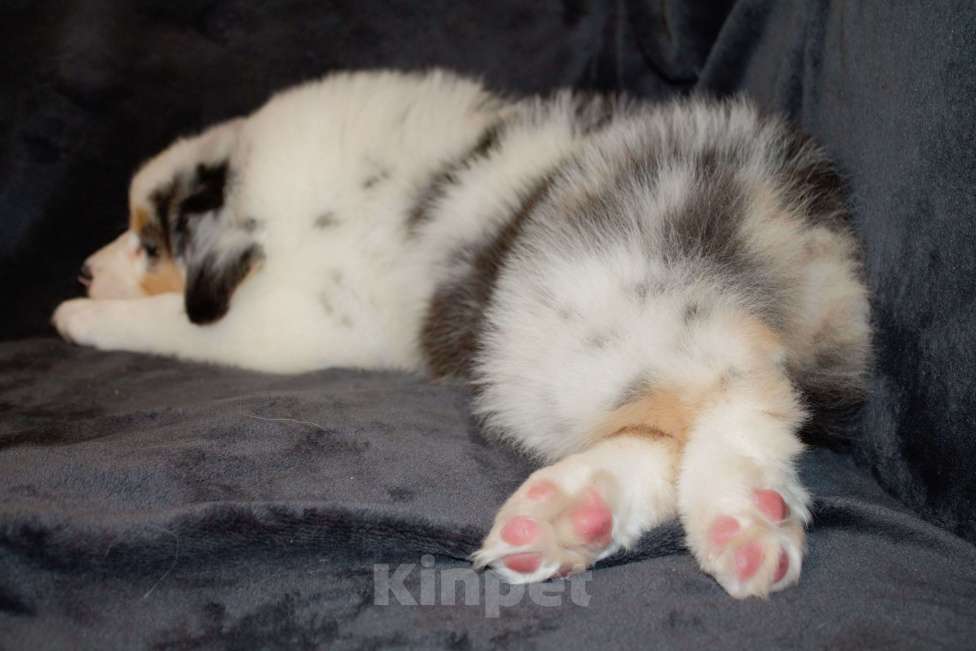 Собаки в других городах Московской области: Австралийская овчарка (аусси) Девочка, 70 000 руб. - фото 5