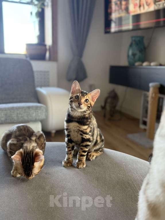 Кошки в Пскове: Гоча Мальчик, 45 000 руб. - фото 5