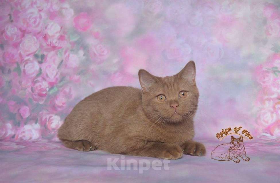 Кошки в Краснодаре: Британский котик к/ш Мальчик, Бесплатно - фото 1