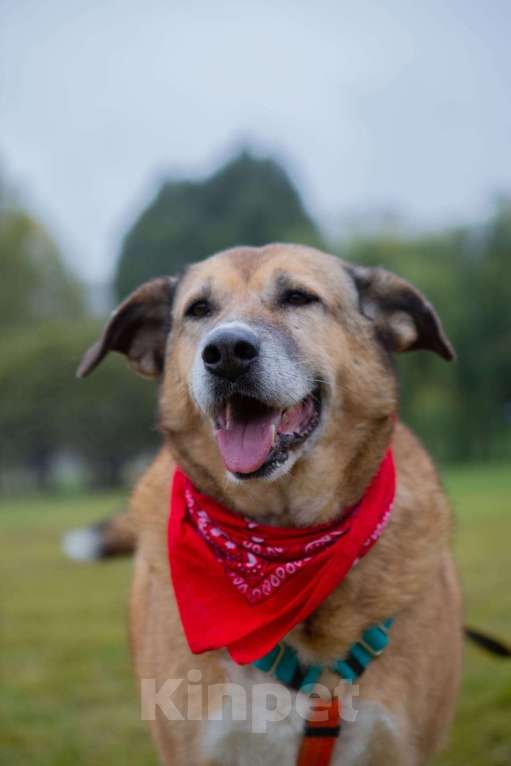 Собаки в других городах Московской области: Буся - путешественница Девочка, 1 руб. - фото 1