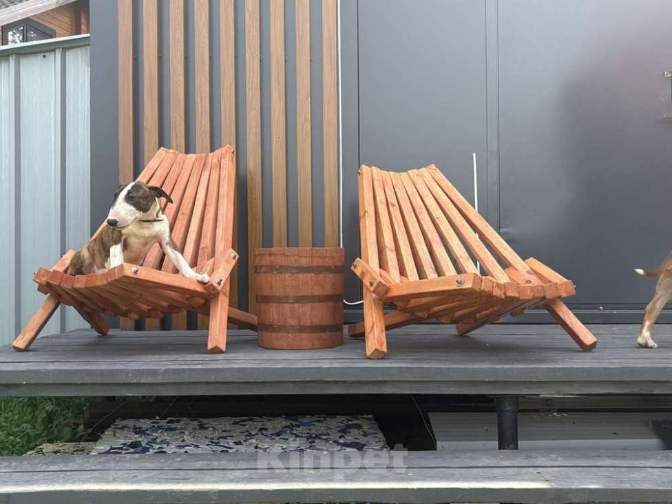 Собаки в Пушкино: крупная девочка стандартного бультерьера (Кися) Девочка, 70 000 руб. - фото 2