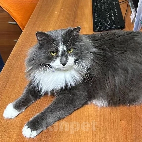 Кошки в Москве: Очаровательный кот Дымок в поисках семьи  Мальчик, Бесплатно - фото 4