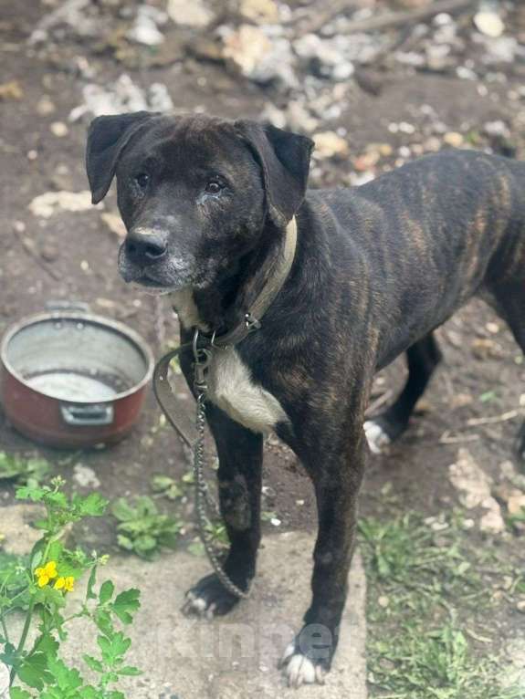 Собаки в Москве: собака (пес) Макс ищет дом Мальчик, Бесплатно - фото 3