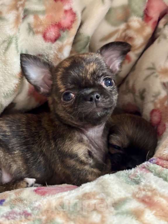 Собаки в Москве: Щенок чихуахуа  Девочка, 150 000 руб. - фото 2