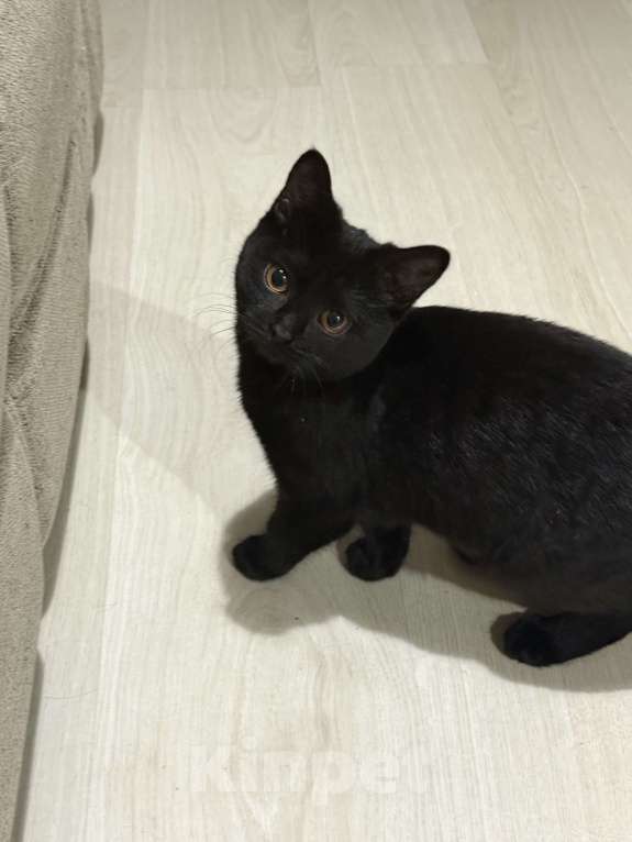 Кошки в Чите: Отдам шотландского котенка  Мальчик, Бесплатно - фото 1