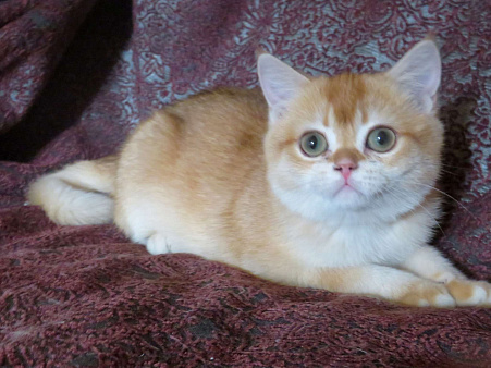 шотландская  золотая шиншилла - мальчик