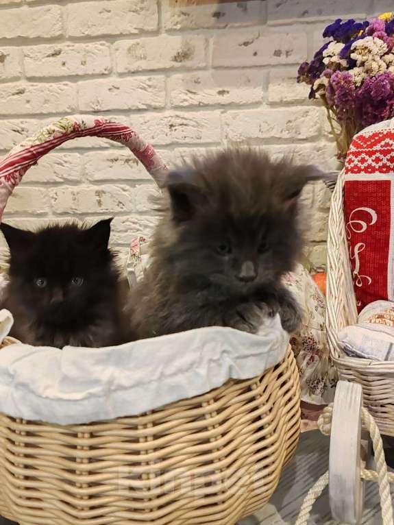 Кошки в Москве: Шикарные мейн куны. Мальчик, 50 000 руб. - фото 6