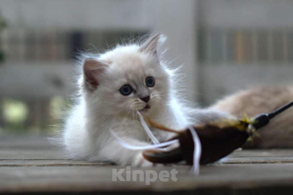 Кошки в Санкт-Петербурге: невские маскарадные котята Девочка, Бесплатно - фото 1