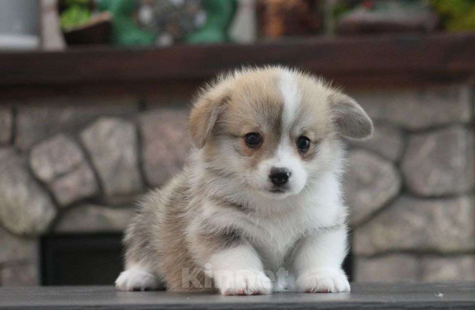 Собаки в других городах Краснодарского края: Принцесса Леди Ди корги щенок Девочка, 95 000 руб. - фото 3