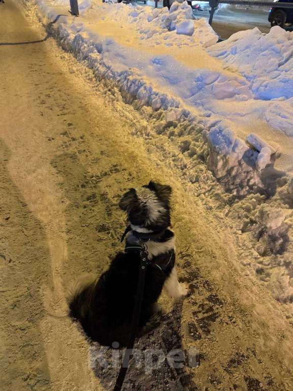 Собаки в Балашихе: Фенотип бордер-колли в добрые руки Девочка, Бесплатно - фото 6