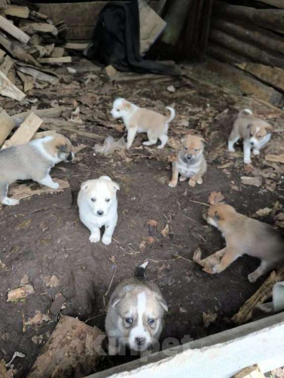 Собаки в Москве: В добрые руки Разнополые, Бесплатно - фото 4