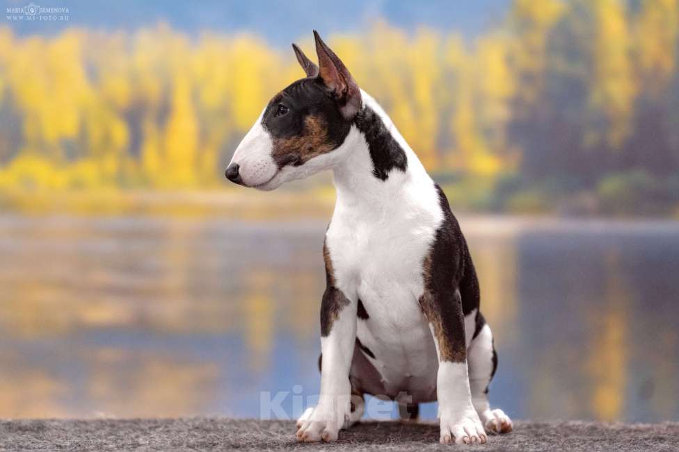 Собаки в Москве: Миниатюрный бультерьер Девочка, Бесплатно - фото 3