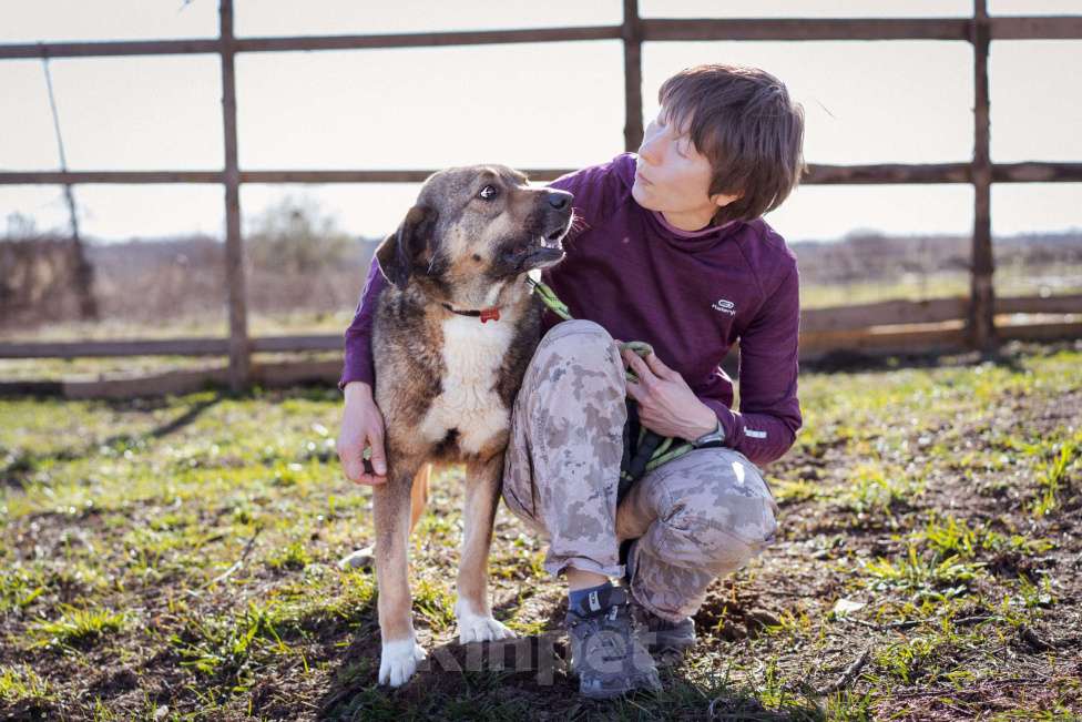 Собаки в Москве: Собака-компаньон в поисках семьи Мальчик, Бесплатно - фото 5