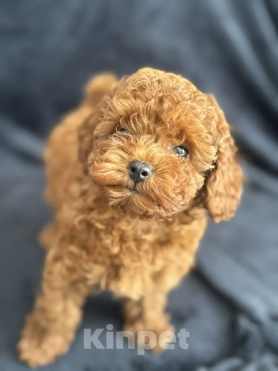 Собаки в Москве: Той -пудель мальчики , девочки Мальчик, Бесплатно - фото 3