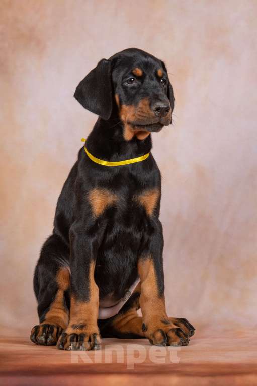 Собаки в Москве: Щенок добермана Девочка, 100 000 руб. - фото 3