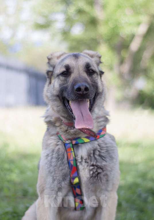 Собаки в Москве: Скромный Винчестер мечтает быть домашним Мальчик, Бесплатно - фото 4