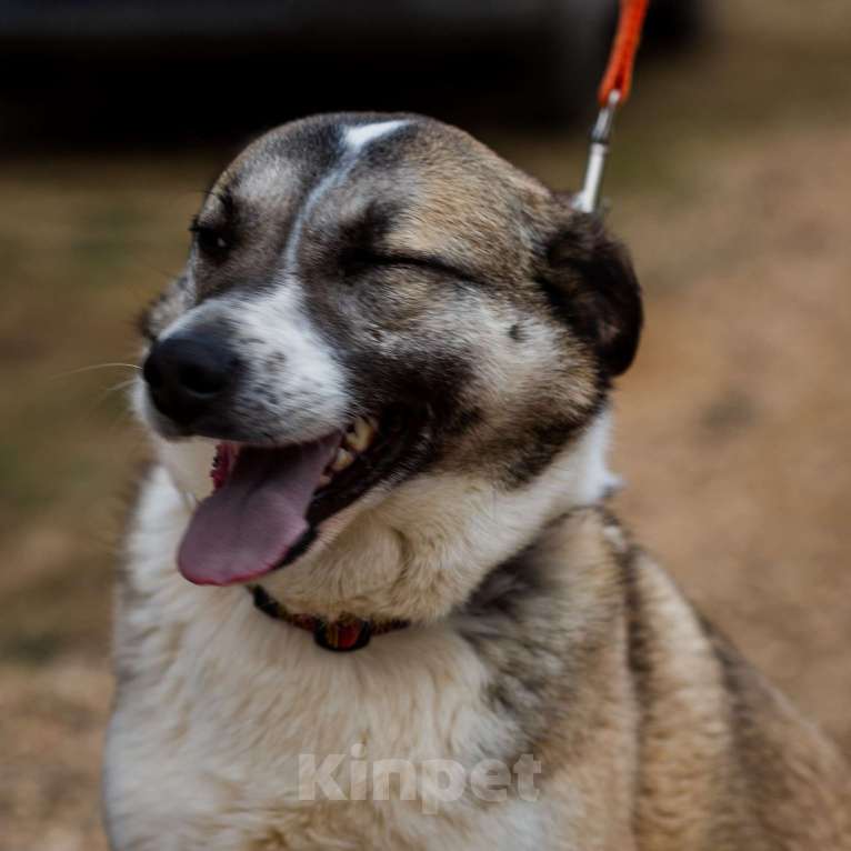 Собаки в Москве: Дейзи. Собака-обожака Девочка, 1 руб. - фото 5