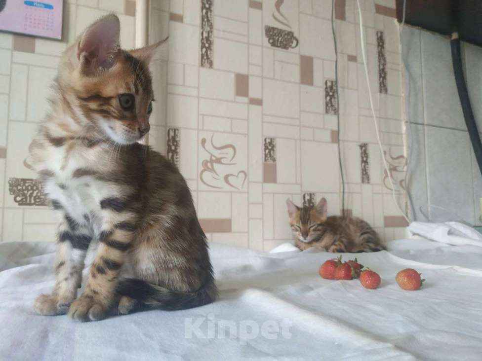 Кошки в Санкт-Петербурге: Красавцы бенгалы Девочка, 45 000 руб. - фото 3