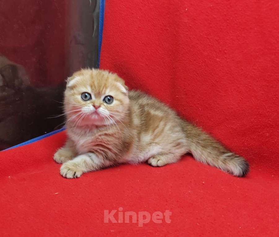 Кошки в Москве: Золотая мраморная девочка Девочка, 40 000 руб. - фото 10