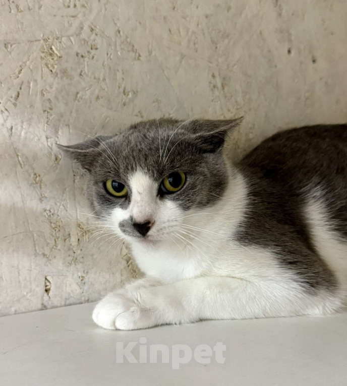 Кошки в других городах Московской области: Кошечка Коко срочно ищет дом! Девочка, Бесплатно - фото 2