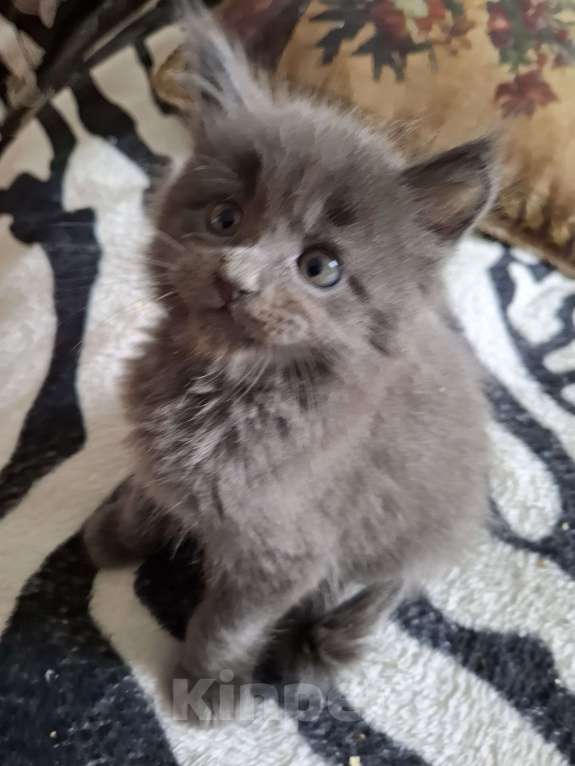 Кошки в Москве: Голубой мальчик Мальчик, 20 000 руб. - фото 5