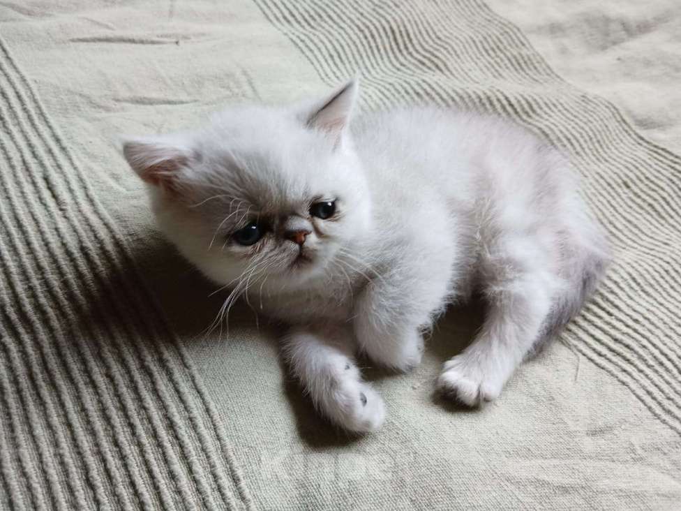 Кошки в других городах Московской области: Продается котенок породы экзотической короткошерстной Мальчик, 10 000 руб. - фото 8