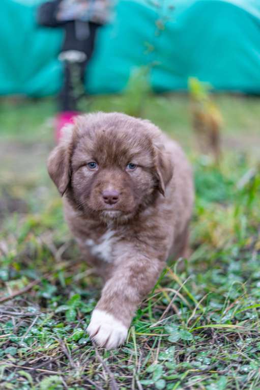Собаки в Рязани: Щенок болгарской овчарки, собака для охраны Девочка, 70 000 руб. - фото 1