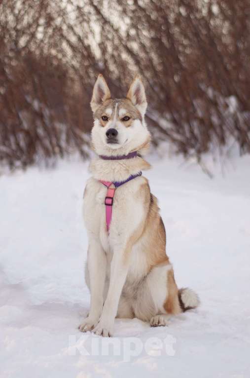 Собаки в Москве: Удивительная Нарния в добрые руки Девочка, Бесплатно - фото 2