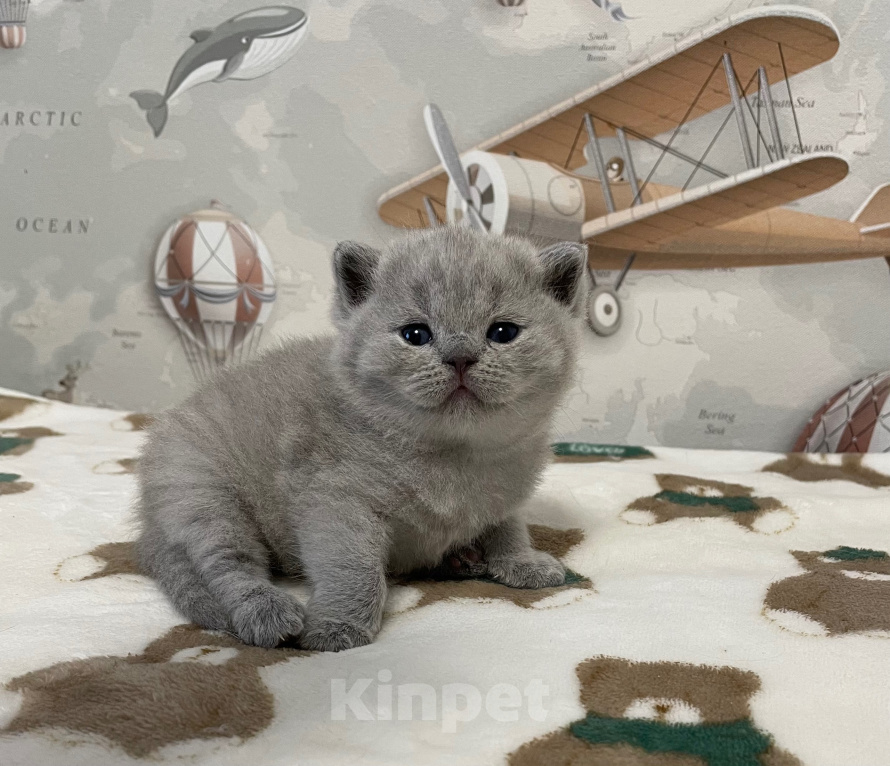 Кошки в Санкт-Петербурге: Британская голубая девочка Девочка, 35 000 руб. - фото 2
