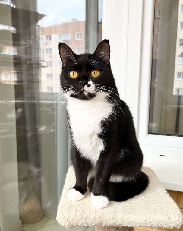 Кошки в Москве: В дар кошечка Манроша - нежность и ласка. Девочка, Бесплатно - фото 2