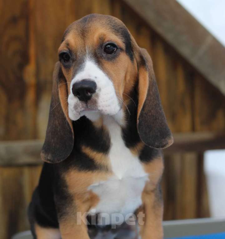 Собаки в Москве: Сука бигль Девочка, 55 000 руб. - фото 2