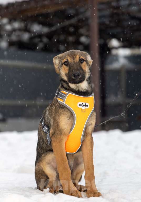 Собаки в Москве: Отдам щенка в добрые руки Девочка, Бесплатно - фото 1