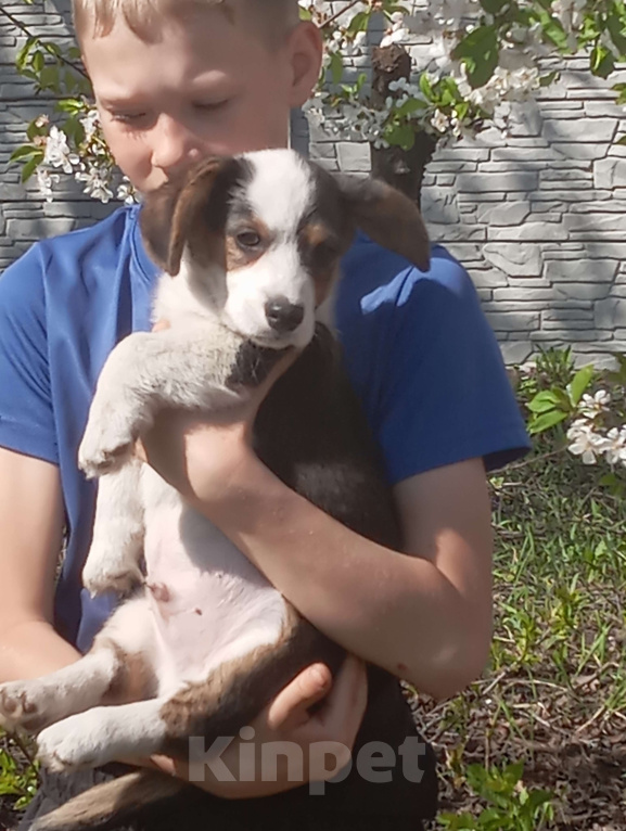 Собаки в Белгороде: Вельш-корги кардиган щенки Мальчик, 40 000 руб. - фото 6