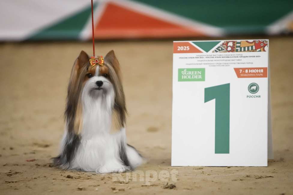 Собаки в Москве: Бивер, вязка с чемпионом Мальчик, Бесплатно - фото 3