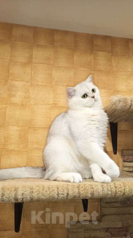 Кошки в Москве: Серебристая девочка Девочка, 1 000 руб. - фото 4