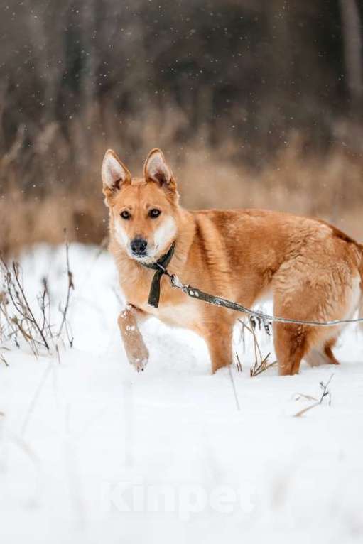 Собаки в Москве: Рыжая красавица собачка Белла в добрые руки Девочка, 1 руб. - фото 9