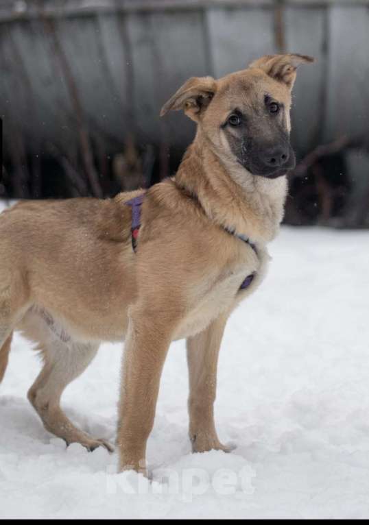 Собаки в Москве: Цукат Мальчик, Бесплатно - фото 3