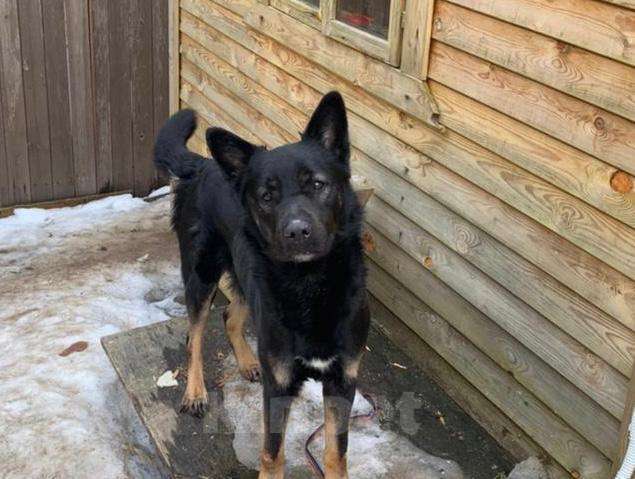 Собаки в Москве: Собака в добрые руки Мальчик, Бесплатно - фото 5